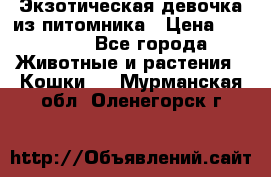 Экзотическая девочка из питомника › Цена ­ 25 000 - Все города Животные и растения » Кошки   . Мурманская обл.,Оленегорск г.